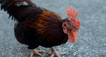 Léčba newcastleské choroby u kuřat